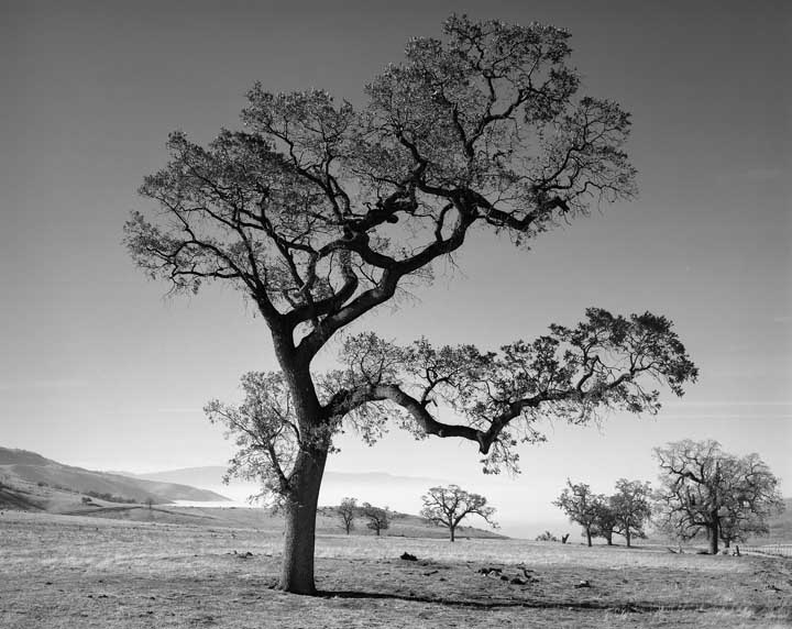 Oak Tree & Valley Fog