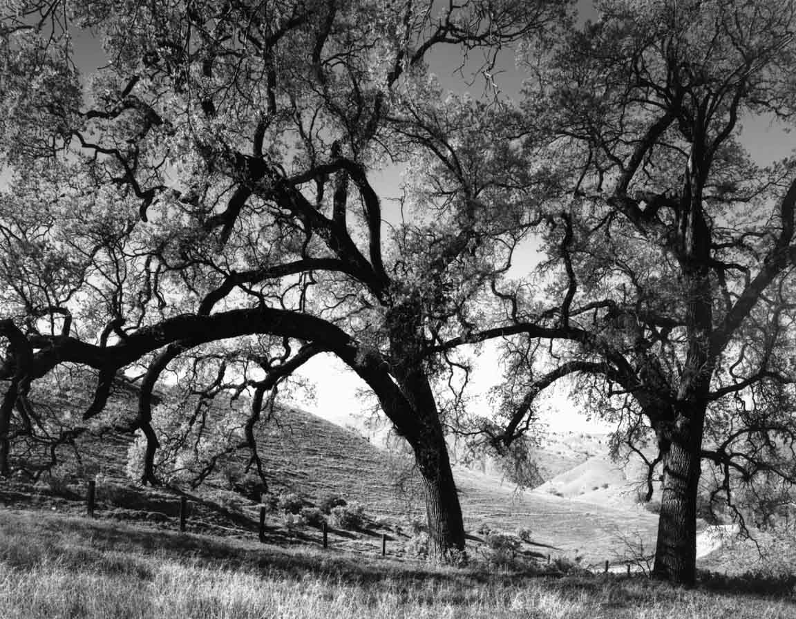 Two Oaks &
Hills