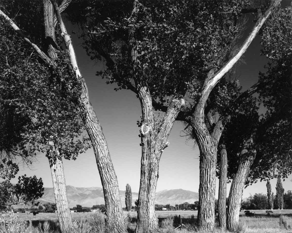 Cottonwood
& Poplars