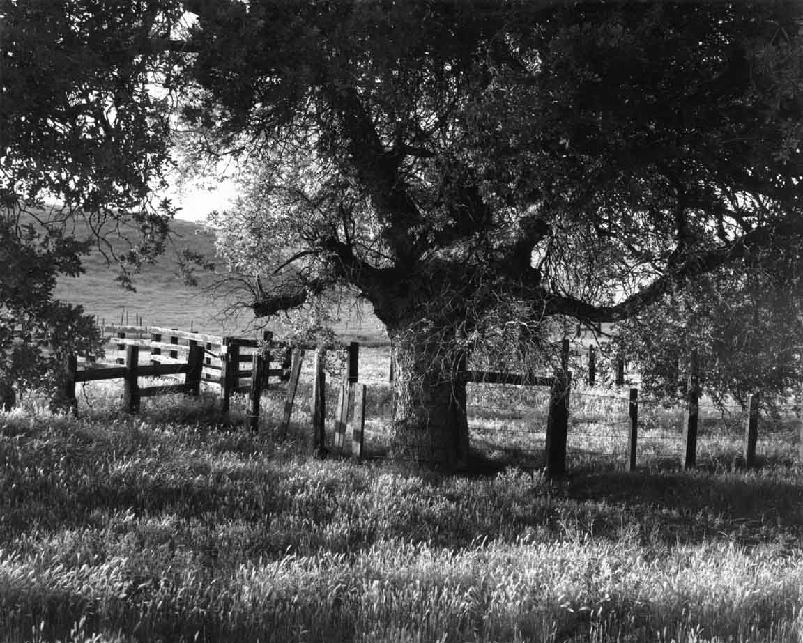 Oak &
Cattle Fence