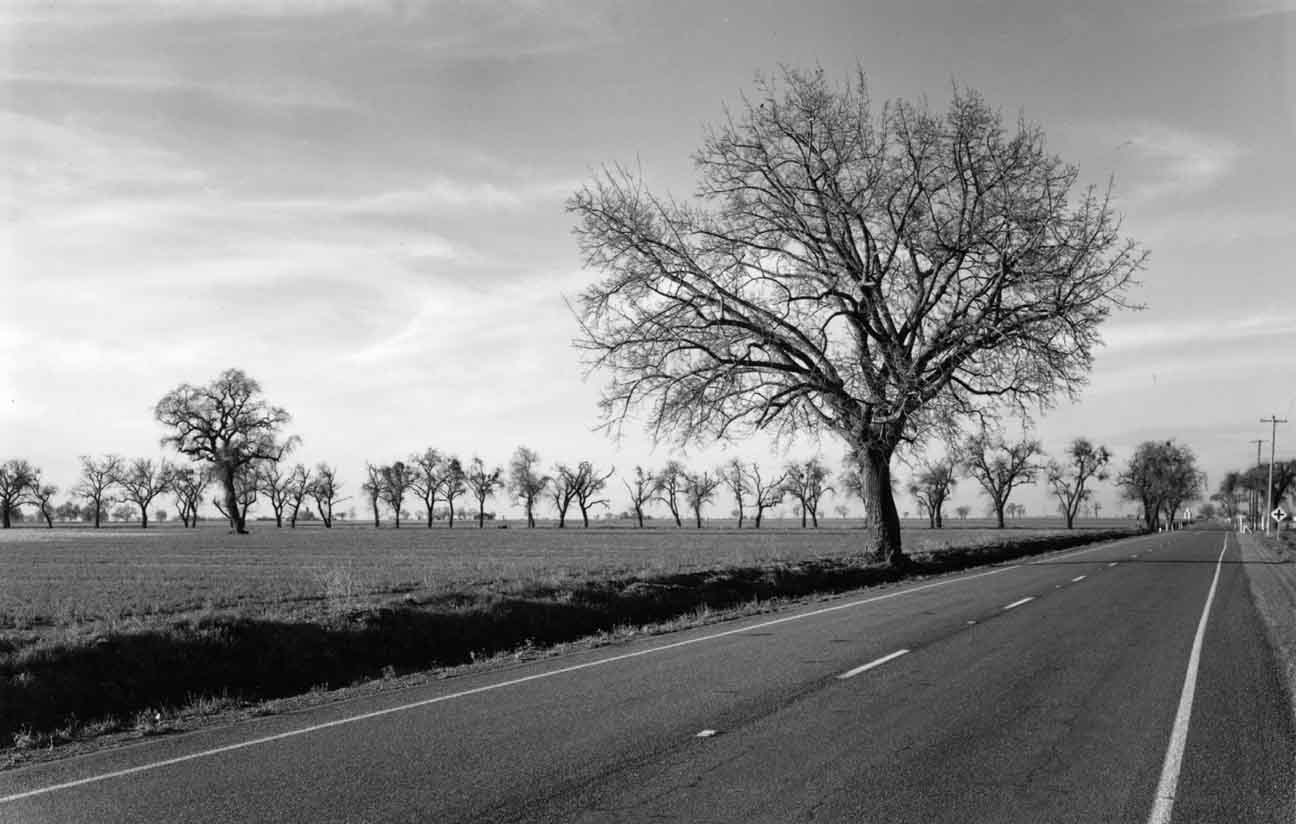 Road & Trees