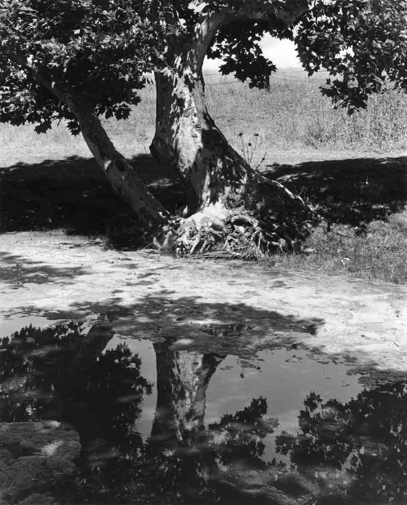 Sycamore & Reflections